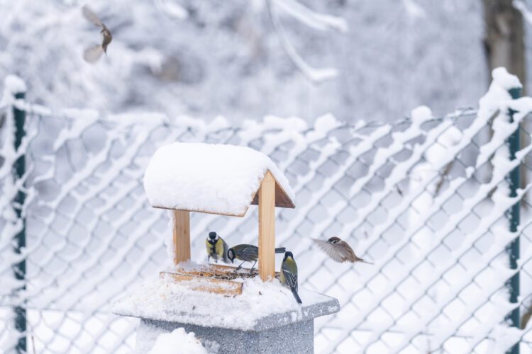 Grow Your Own Birdseed